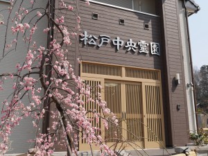 松戸中央霊園(紅梅)