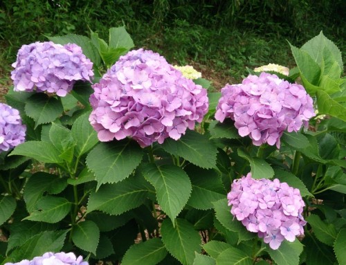 紫陽花が開花しました