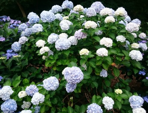 紫陽花
