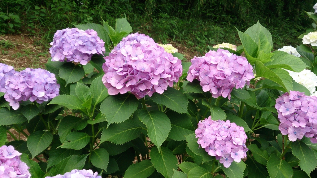 紫陽花が開花しました | 松戸中央霊園